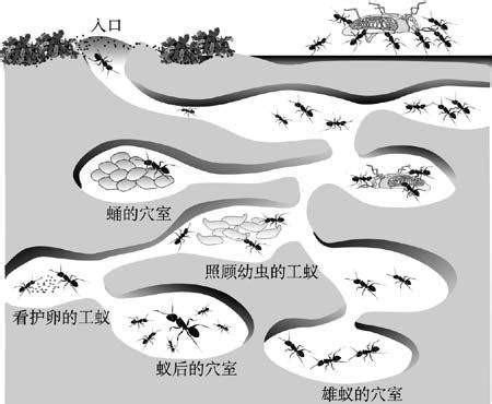 螞蟻穴風水